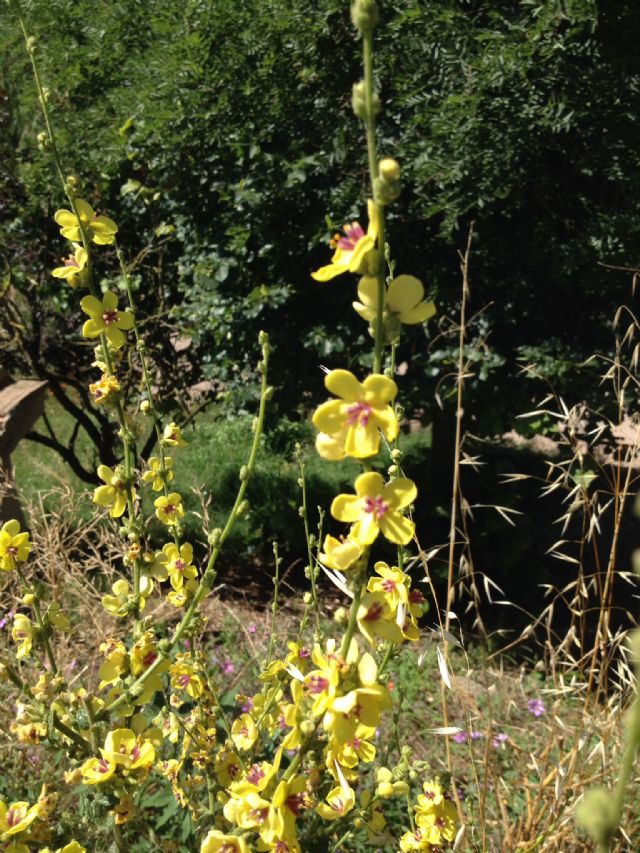 Verbascum sinuatum